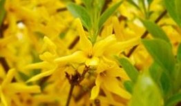 上汽集团转型阵痛：飞凡汽车放弃独立重回荣威，前三季度扣非后净利润直降超八成