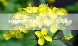 野猪频频“组团”下山，怎么破？