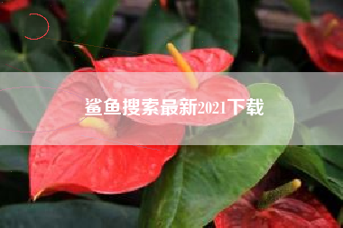 鲨鱼搜索最新2021下载
