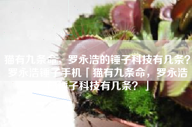 猫有九条命，罗永浩的锤子科技有几条？罗永浩锤子手机「猫有九条命，罗永浩的锤子科技有几条？」